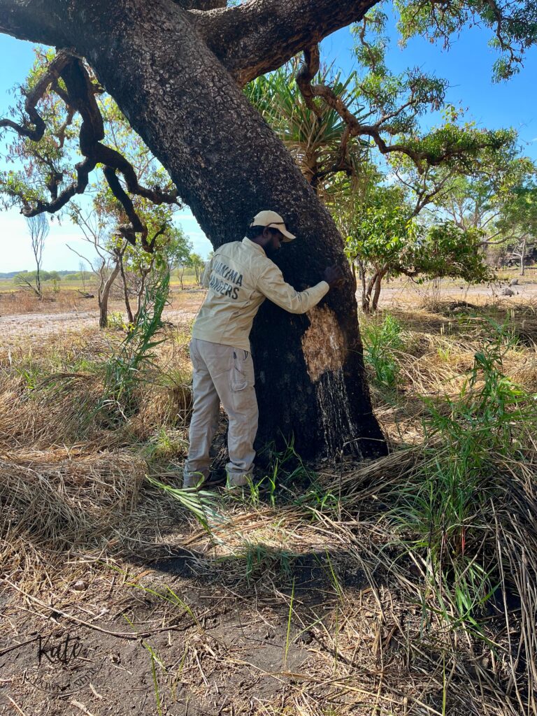 Our tour guide demonstrates how to get the 'milk' from the milkwood tree