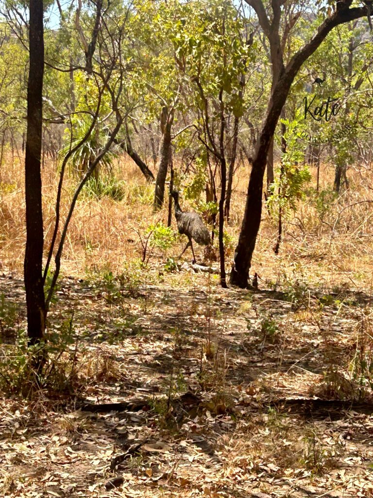 an emu in Kakadu National Park, Australia