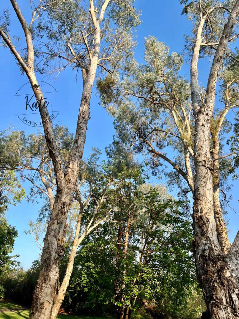 Flying foxes roosting for the day in trees