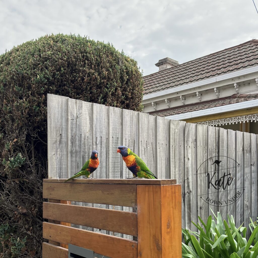 two rainbow lorikeets perched on a fence