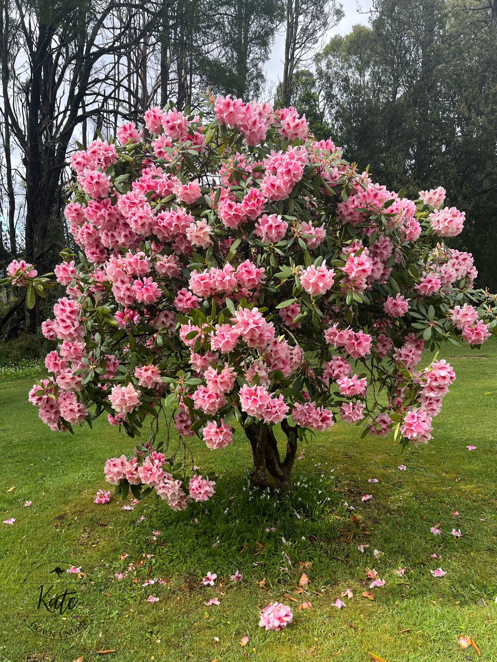 A tree covered in pink and white blooms near Dandenong Ranges National Park