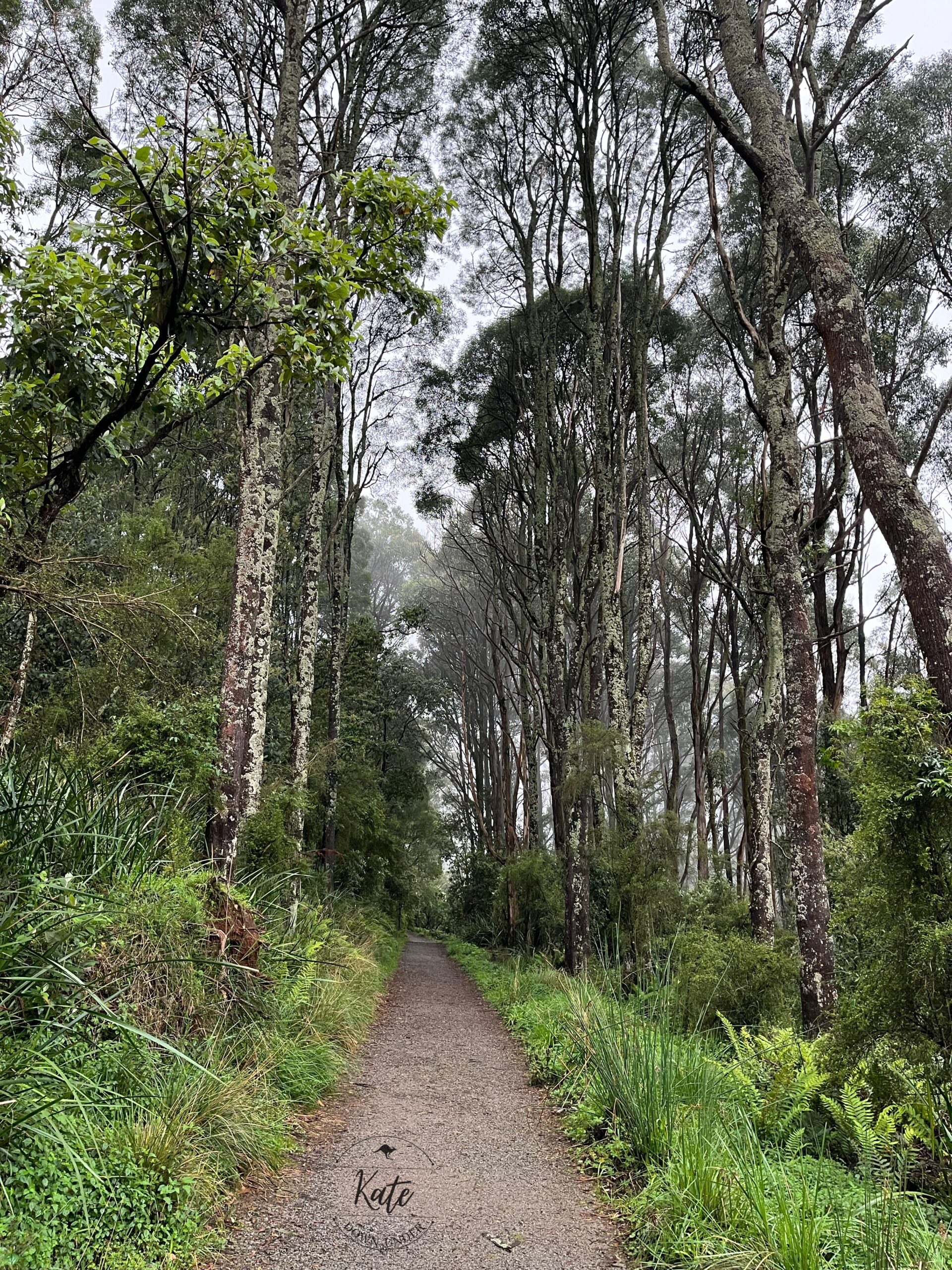 A gravel path lined by grasses, ferns, eucalyptus trees.