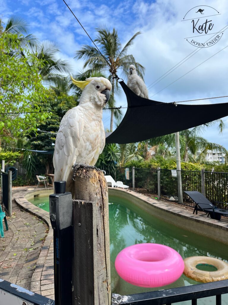 A sulphur crested cockatoo perched on a fence post in front of a pool with two hot pink and brown donut floats in the pool