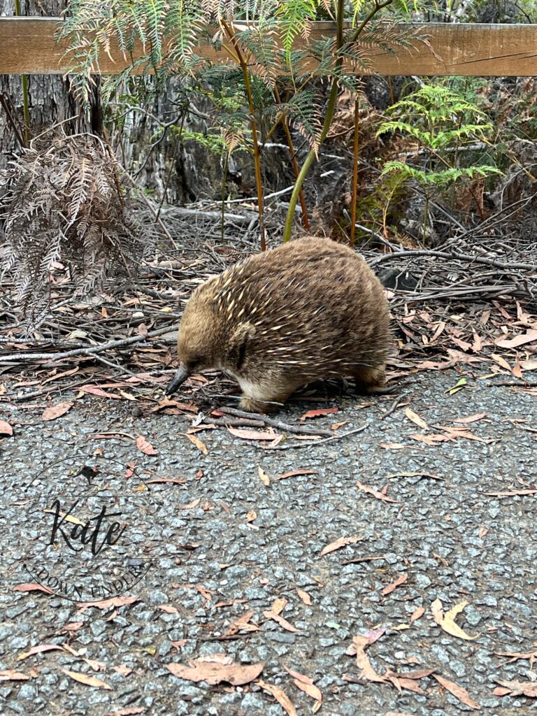 an echidna, with lots of fur to keep warm