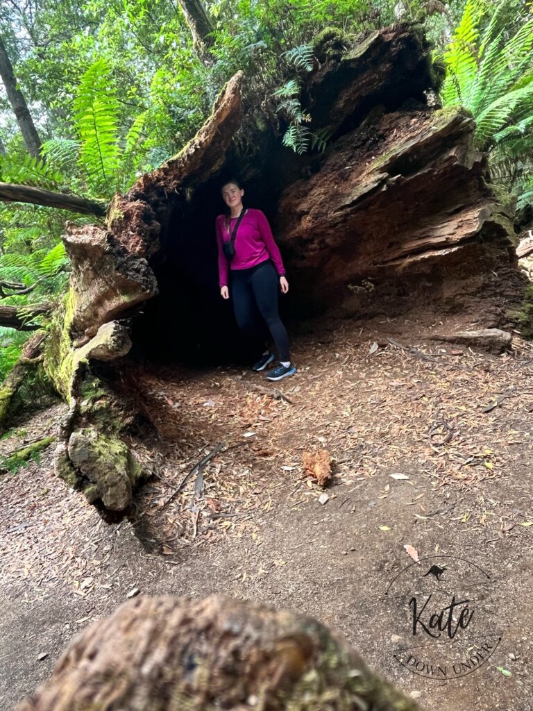 Kate standing in a hollow Mountain ash log that is laying on the forest floor