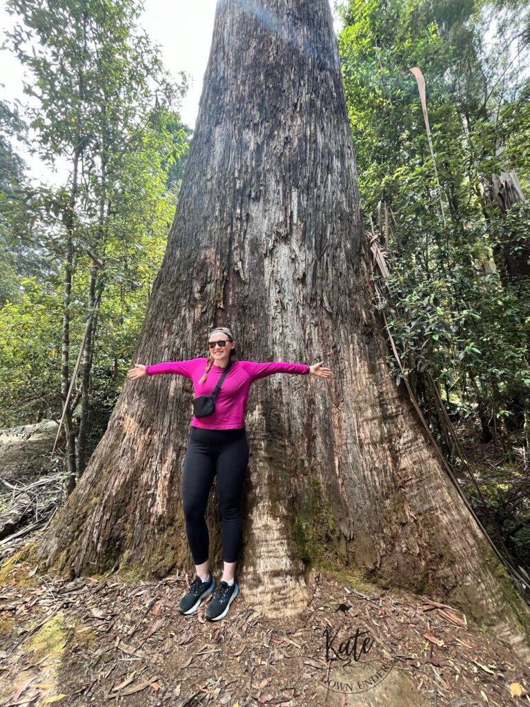 Kate standing with her arms out in front of a Eucalyptus regnans, or Mountain Ash, tree