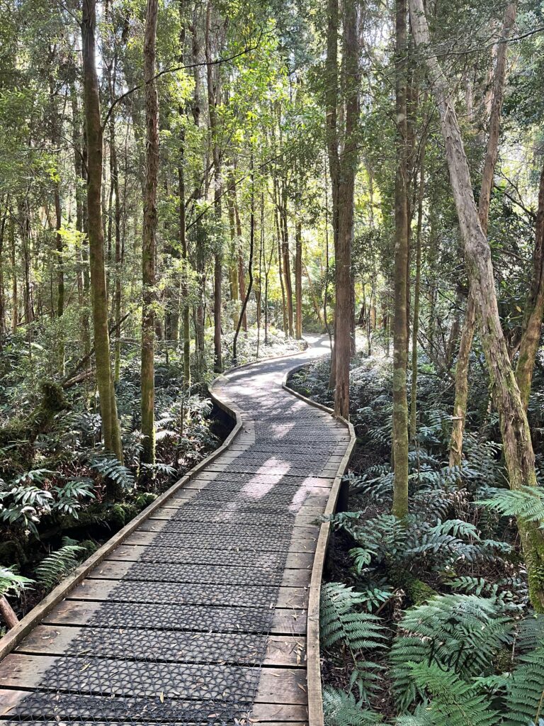 the walking trail to Nelson Falls, a boardwalk covered in chicken wire snaking through the temperate rainforest