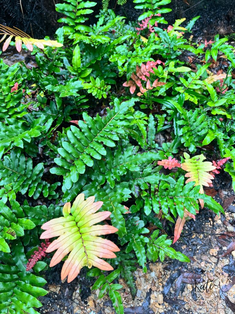 Vibrantly green coloured ferns in Blue Mountains National Park