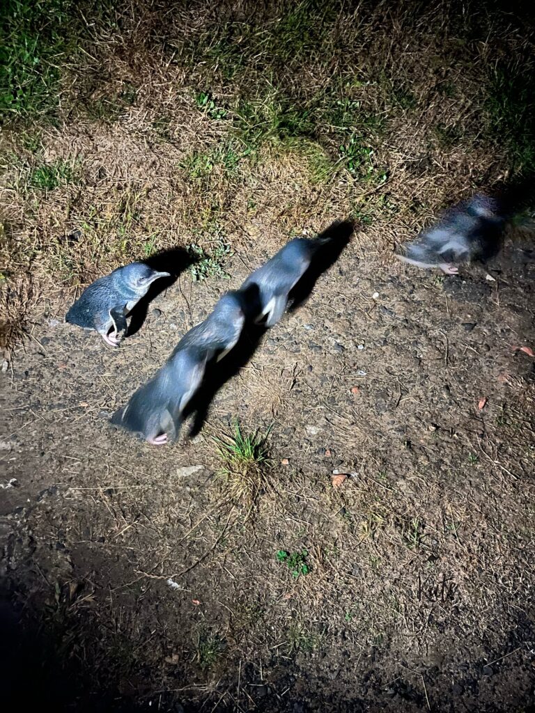 Five little penguins making their way on land at Philip Island