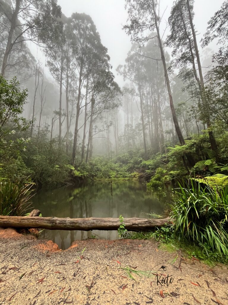 A small pond reflects the Mountain Ash trees among the fog in Dandenong Ranges National Park