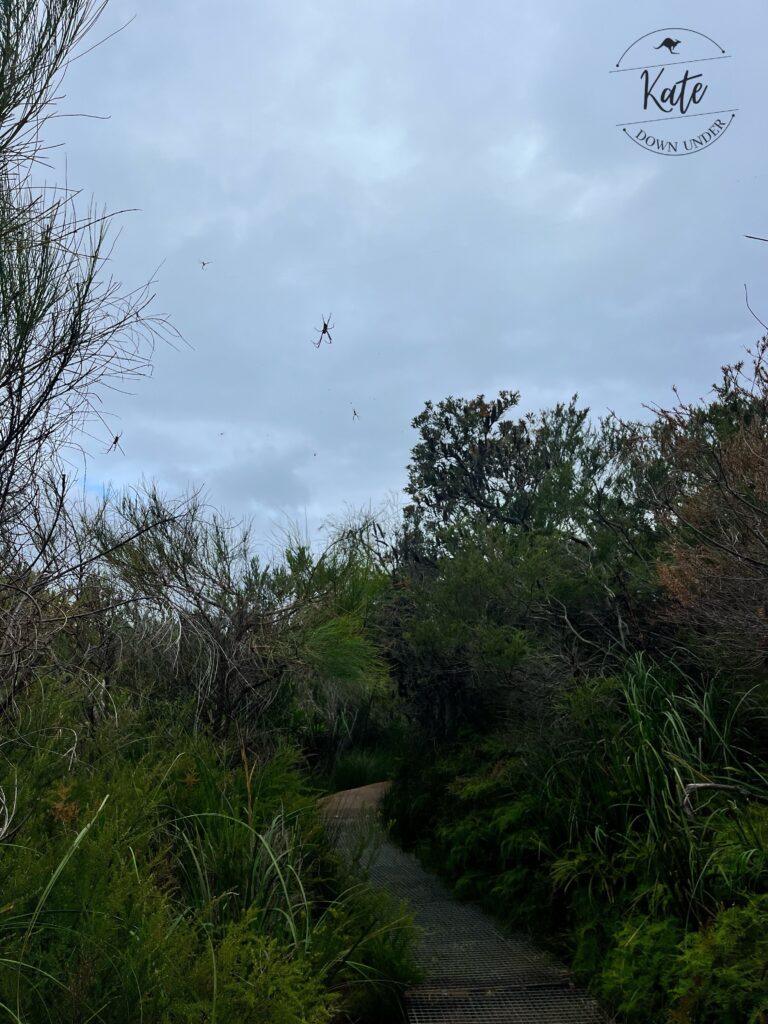 Spiders hanging out on their webs, strung across the trail between the trees in Sydney Harbour National Park