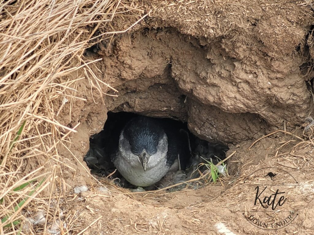 A Little Penguin in its burrow