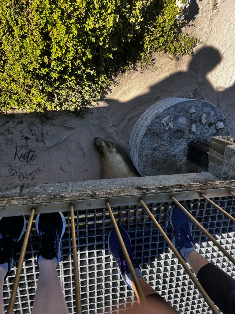 An Australian Sea Lion snoozing under neath the board walk at Seal Bay, Kangaroo Island, SA