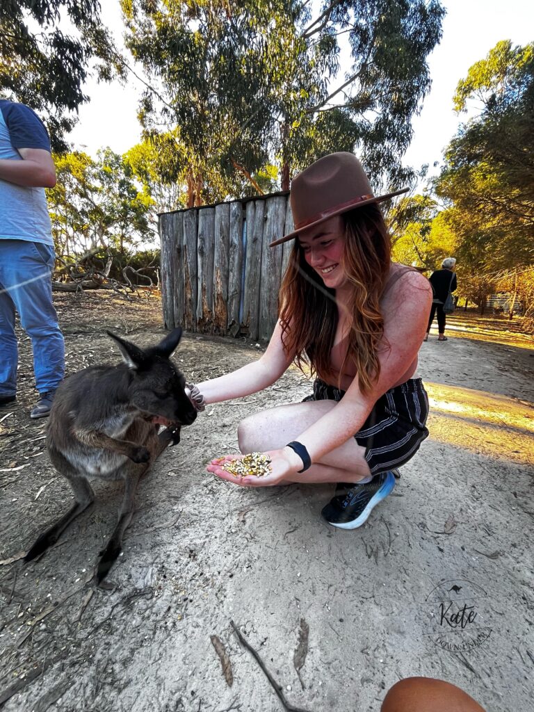Kate feeding a Kangaroo Island Kangaroo at the wild life park